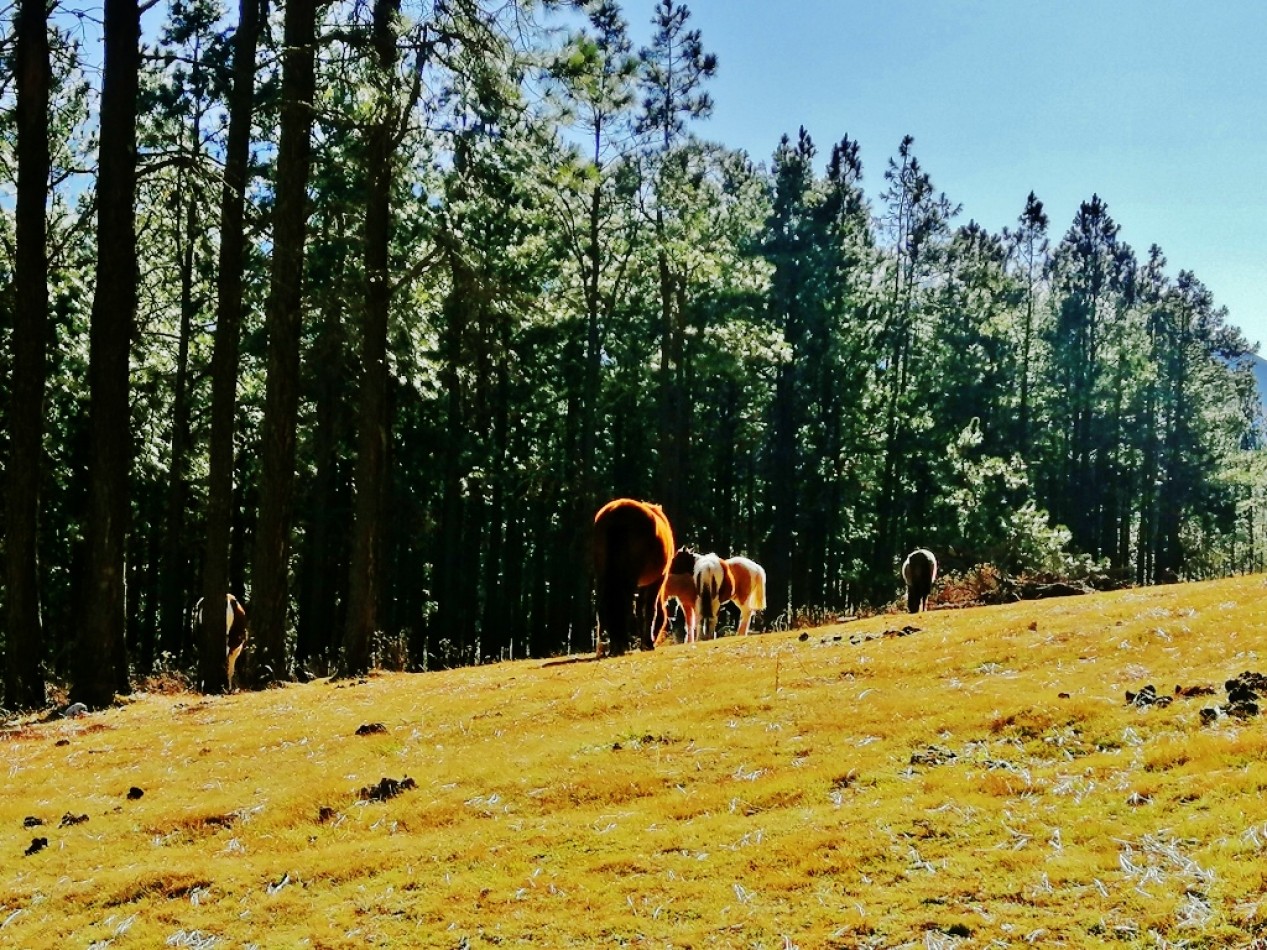 VENTA LOTES EN EL PINAR TAFI DEL VALLE