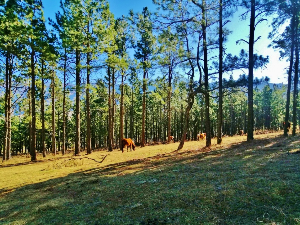 VENTA LOTES EN EL PINAR TAFI DEL VALLE