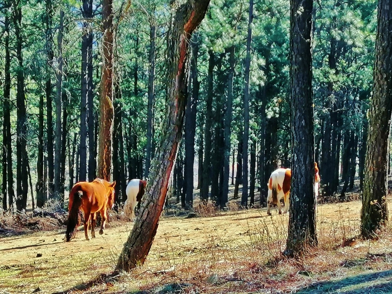 VENTA LOTES EN EL PINAR TAFI DEL VALLE